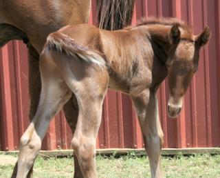 Dotty's 2006 Colt aka Hank