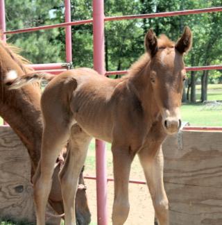 Dotty's 2006 Colt aka Hank