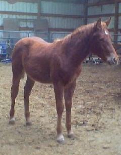 Dotty's 2002 Colt