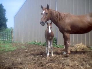 Dotty's 2003 Colt