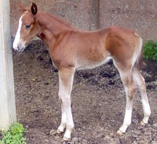 Dotty's 2003 Colt