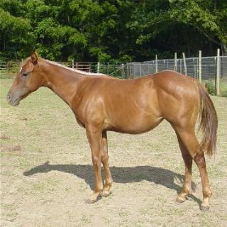 Dotty's 2004 Filly