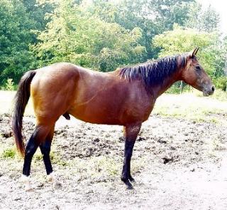 Dotty's Bay Colt